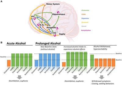 GABAergic signaling in alcohol use disorder and withdrawal: pathological involvement and therapeutic potential